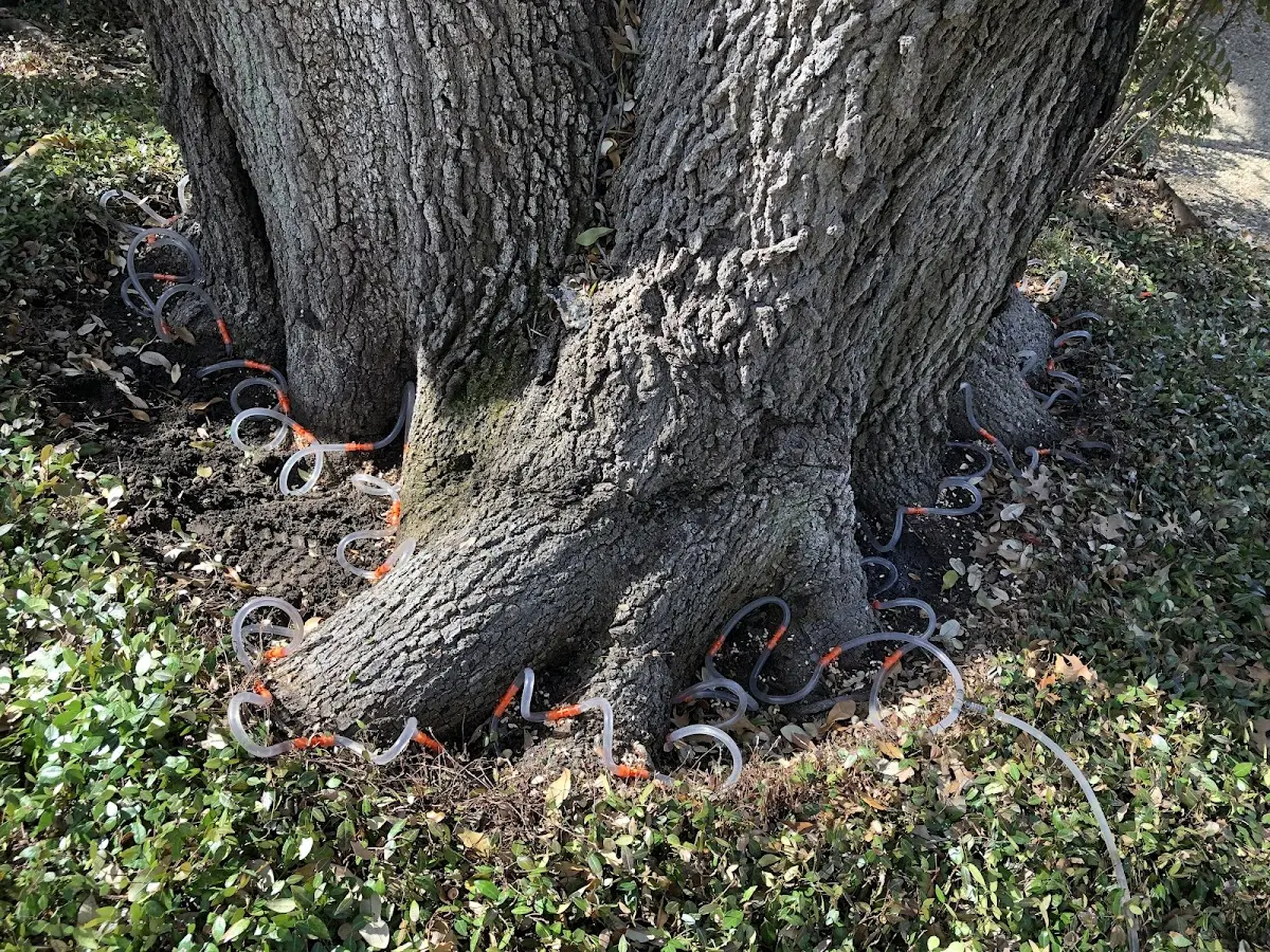 Detailed Tree Cabling and Bracing job site in Redmond